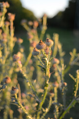 Disteln in der Abendsonne