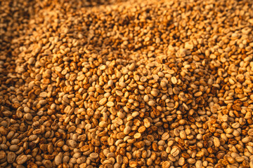 Dried coffee,Parchment coffee Dry in the Bamboo house