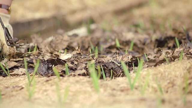 A woman farmer in vegetable garden cultivated garlic