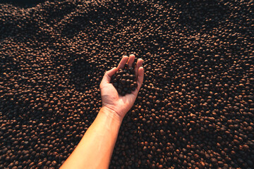 Dried coffee,Parchment coffee Dry in the Bamboo house