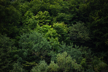 zielony las