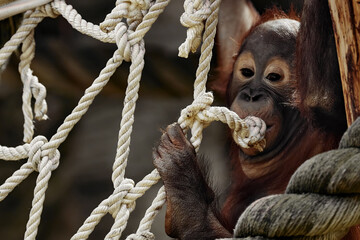 The baby orangutan plays with a rope © EvgeniyQW