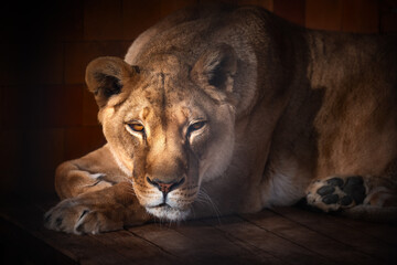 Obraz premium Lion wild animal. Portrait of a Beautiful lion.