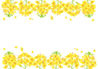 菜の花、菜の花畑 フレーム、枠 上下に装飾（横長 A3・A4比率）