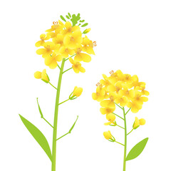 青空と菜の花畑 背景イラスト 縦長 A3 比率 Wall Mural Pp7