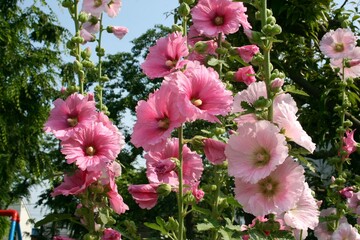 pink flowers in garden