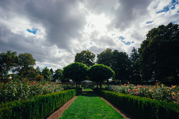 Fototapeta premium garden in the park