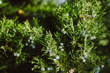 Yellow-green leaves on a branch of a thuja on a blurred background. Close-up. Selective focus. An evergreen landscaped garden in early spring. Wallpaper and nature concept.