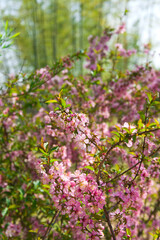The flowers of Japanese bush cherry in the park are in full bloom.
Scientific name is Prunus japonica.