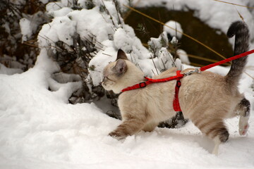 Der erste Schnee. Süßes kleines Kätzchen erkundet am Geschirr den Garten
