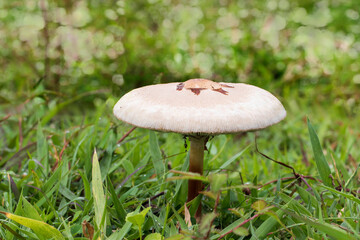 mushroom in the forest