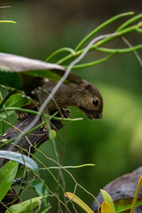 Portrait of Plantain squirrel at Singapore.
