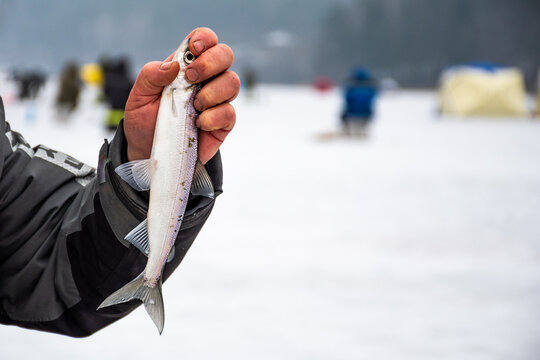 Fisherman fishing on a frozen lake in winter showing a coregonus albula fish, known as the vendace or as the European cisco, freshwater whitefish