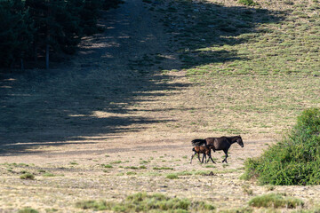 Fototapeta na wymiar A mare and her calf grazing in the Sierra Nevada