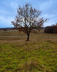 Fototapeta premium A lone tree at a moor. Picture from Revingehed, Scania county, Sweden