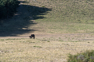 A mare and her calf grazing in the Sierra Nevada