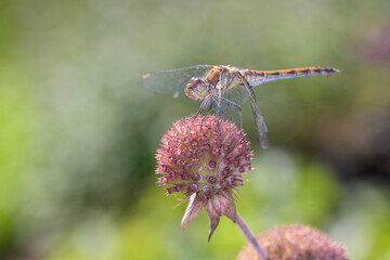 Common Darter - Sympetrum striolatum - in their natural habitat