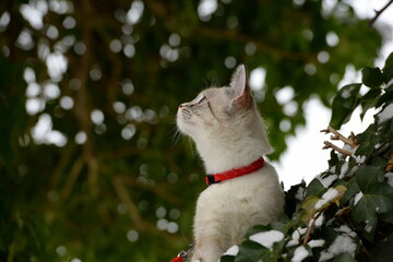 Der erste Schnee. Süßes kleines Kätzchen erkundet am Geschirr den Garten