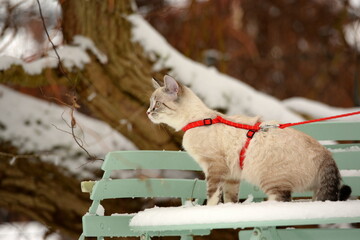 Der erste Schnee. Süßes kleines Kätzchen erkundet am Geschirr den Garten