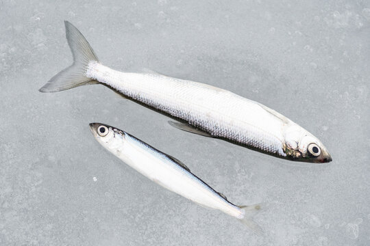 Coregonus albula fish, known as the vendace or as the European cisco, freshwater whitefish on the ice, fishing on a frozen lake, close up