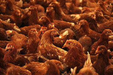 Chicken farm, eggs and poultry production, feeding chickens in modern breeders