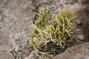 cactus island in Salar de Uyuni, Bolivia, salt desert