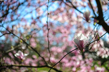 pink magnolia blossom