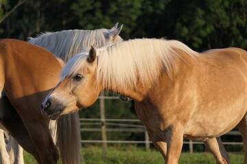 Magnificent Haflinger horse, also known as the Avelignese, gently shone by sunlight, tilts head and bright mane forward