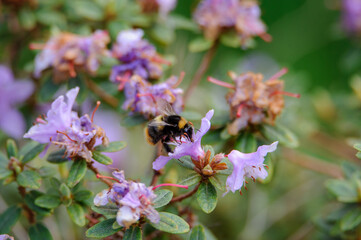bee on a pink flower