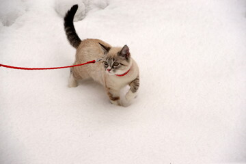Der erste Schnee. Süßes kleines Kätzchen erkundet am Geschirr den Garten