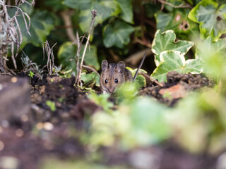 Naklejka na ściany i meble Wood Mouse hiding in Ivy in a Urban Garden