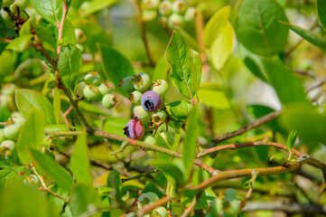 berries on a branch