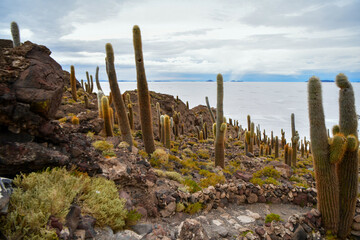 cactus island in Salar de Uyuni, Bolivia, salt desert