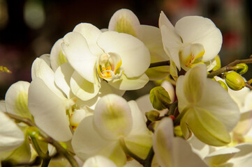 Naklejka na ściany i meble white orchide flowers