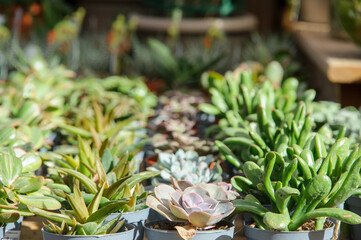 Obraz premium aligned cactus