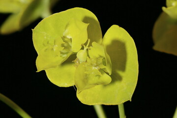 Leafy Spurge (Euphorbia virgata). Cyathia Closeup