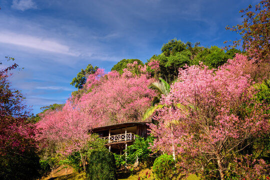 house of sakura Wild Himalayan Cherry at khun chang kian , Chiangmai , Thailand