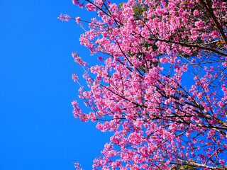 Close up of Wild Himalayan Cherry flowers or Sakura