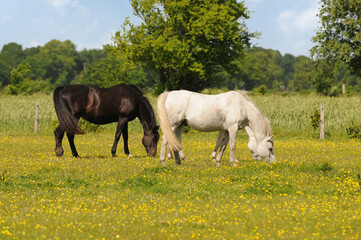 Obraz na płótnie Canvas horses standing on pasture and graze