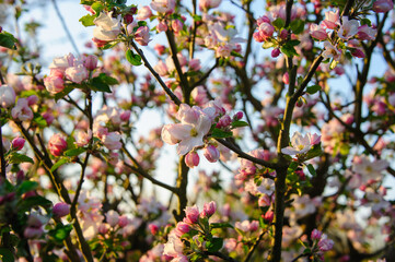 pink blossom