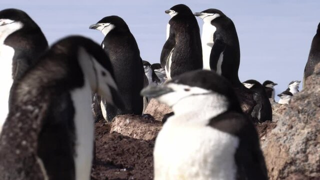 Gentoo penguin(Pygoscelis papua)chick standing on land in strong wind