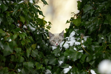 Der erste Schnee. Süßes kleines Kätzchen erkundet am Geschirr den Garten