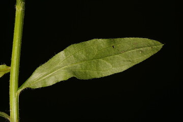 Northern Fleabane (Erigeron strigosus). Leaf Closeup