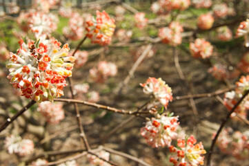 The name of these flowers is  Oriental paperbush.
Scientific name is Edgeworthia chrysantha.