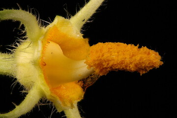 Marrow (Cucurbita pepo). Stamens Closeup