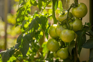 Fresh juicy tomatoes ripening in a garden bed.