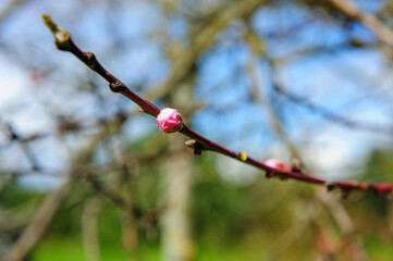 buds on a branch