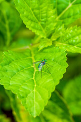 long-legged fly resting on a green leaf.