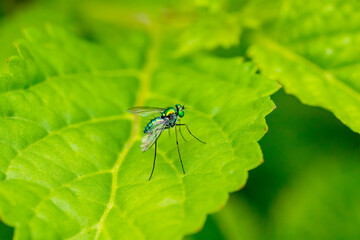 long-legged fly resting on a green leaf.