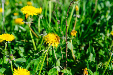 yellow dandelions on grass